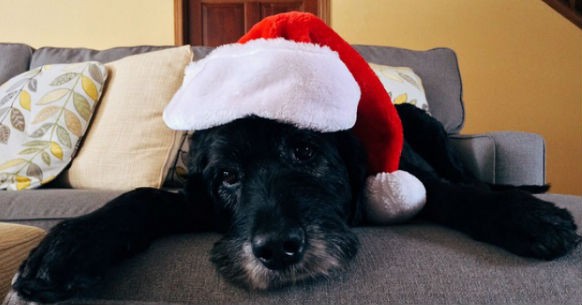 Regali Di Natale Per Cani.Regali Di Natale Per Cani E Gatti Accessori Giochi E Idee Greenstyle