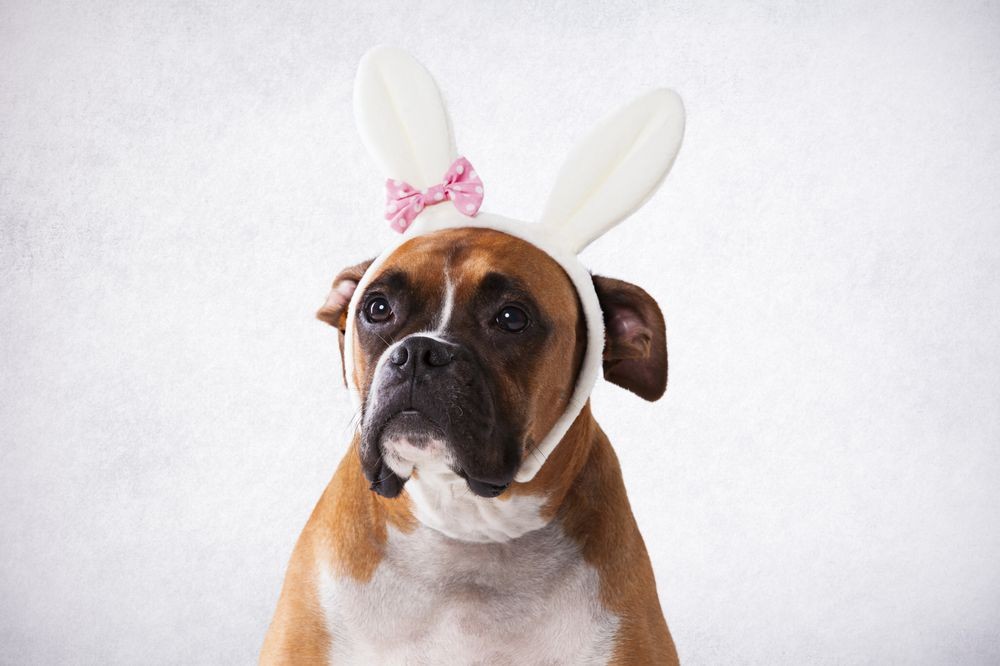 Immagini Di Cani Per Gli Auguri Di Pasqua Le Idee Da Copiare Petsblog