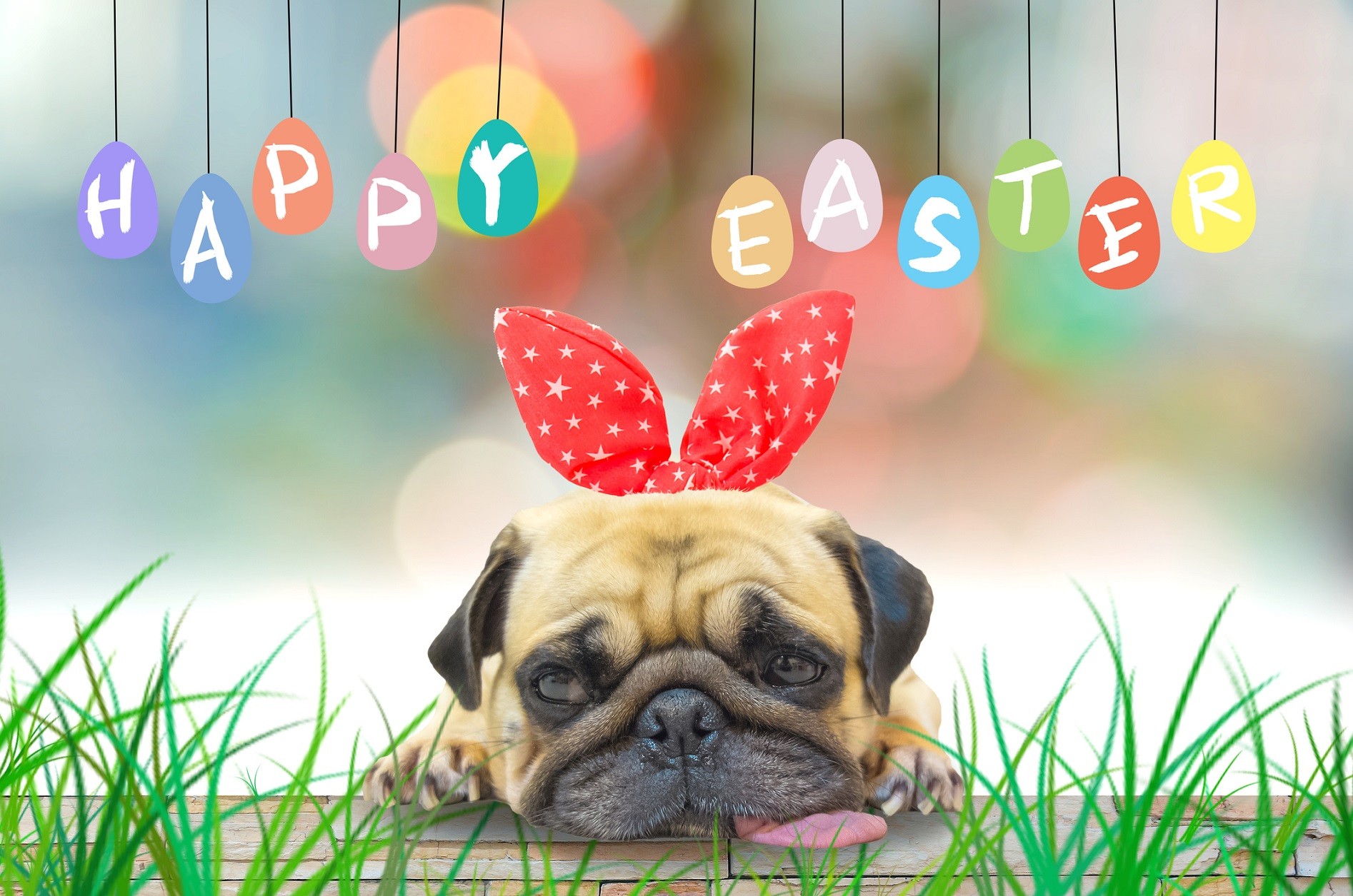 Gli Auguri Di Pasqua Piu Divertenti Con I Nostri Pets Petsblog
