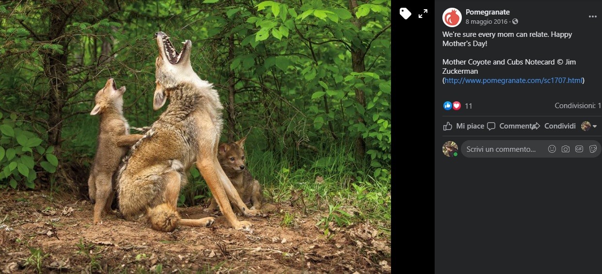 Mamma coyote ulula