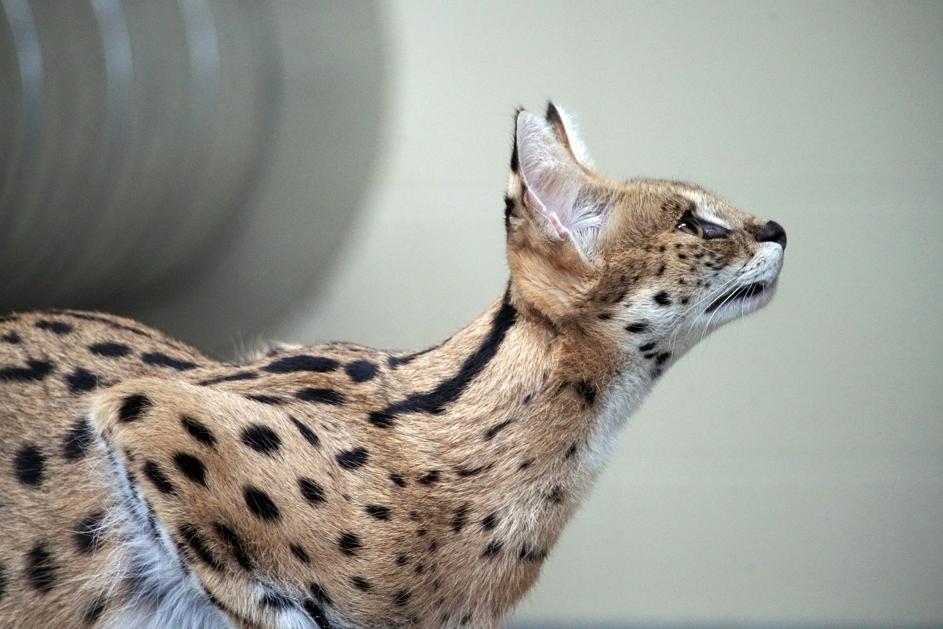 serval gatto selvatico